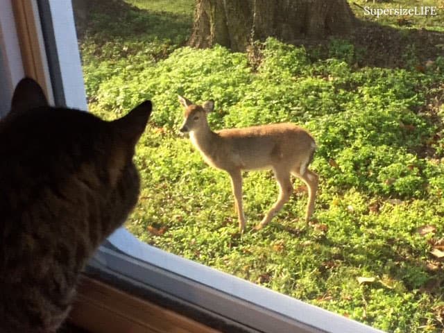 Cat looking out an RV window at a fawn walking through greenery.