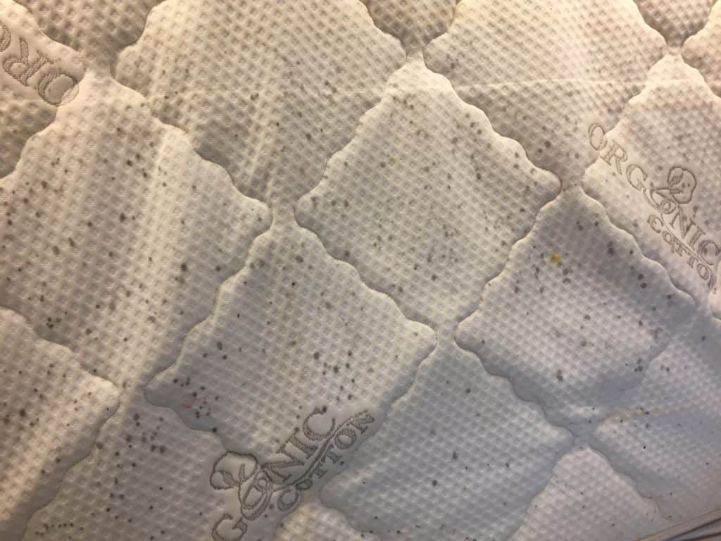 Close up on the back side of a white mattress dotted with black mold spots.