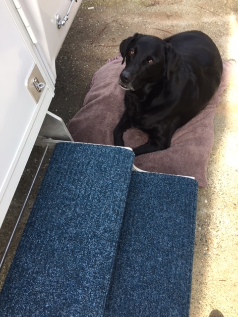Shot is looking down on the carpeted RV stairs. A black lab laying on a dog bed is next to them looking up.
