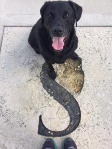 Black lab and the South compass point at Mines of Spain in Dubuque, Iowa.