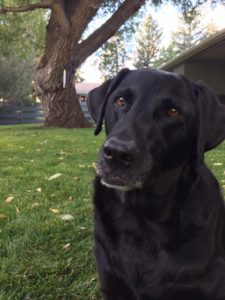 Black lab in front of a tree.