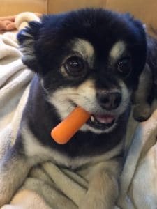 Dog with carrot in her mouth.