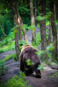 Bear walking down a path in forest Photo by Geert Pieters on Unsplash