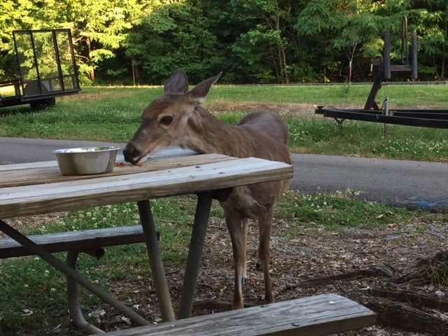 Deer standing next to a picnic table.
