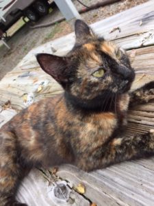 Brown cat on a picnic table.