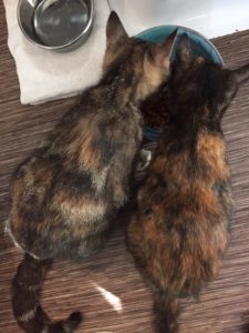 Two brown cats eating from same bowl.