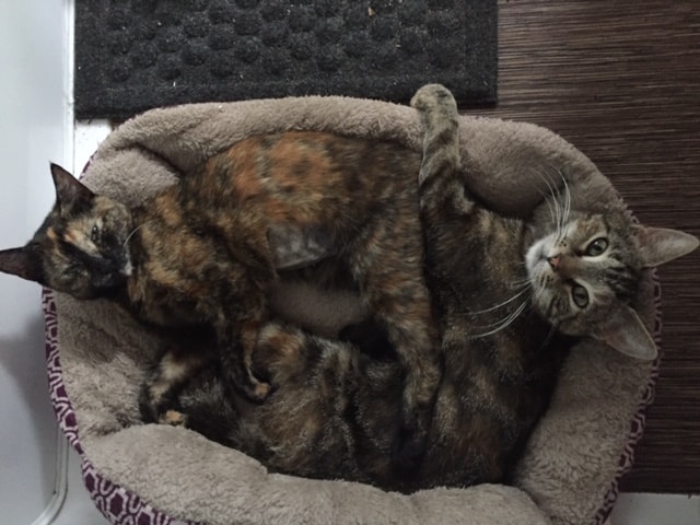 Two brown cats curled together in a cat bed.