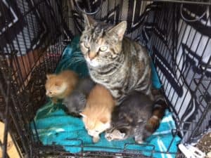 Cat and 4 kittens in a kennel with blue blankets.