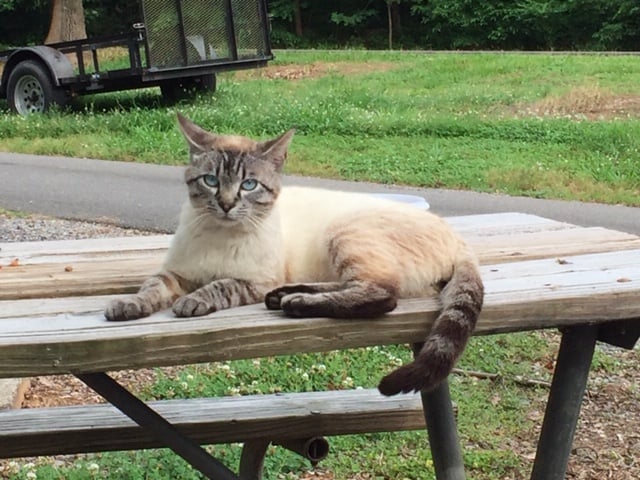 White male cat on a picnic table.