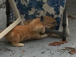 Two yellow kittens playing under a table with a tablecloth. 