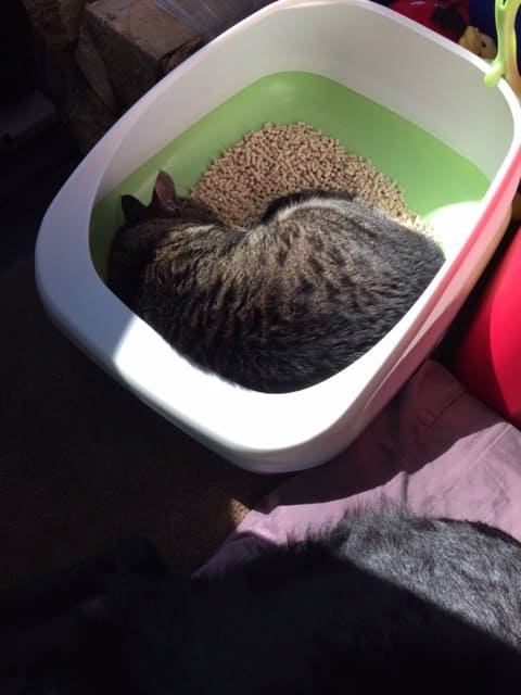 Cat asleep in a litter box.