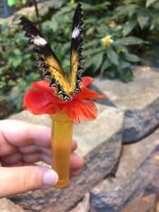 Orange and black butterfly with white spots at the tips of the wings sitting on a plastic red flower.