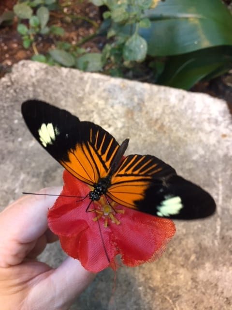 Black and orange butterfly with its wings fully opened, sitting on a red plastic flower.