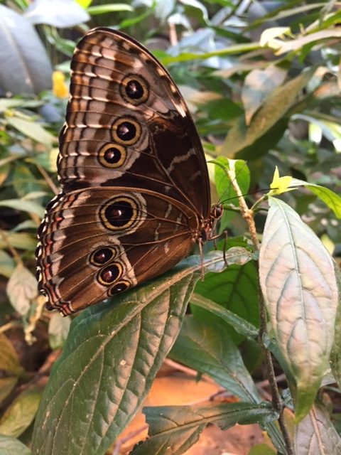 Butterfly in several shades of brown, including circles. Sitting on a green leaf.