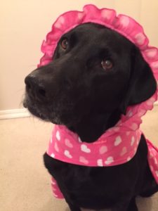Black Lab in a pink outfit with hearts.