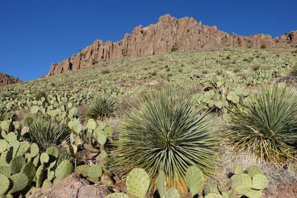 Looking up the side of a hill covered in cactus with a rock outcropping at the top. 