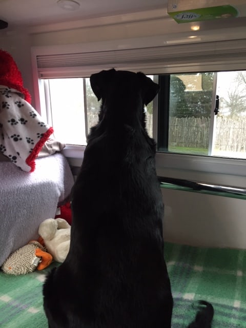 Big black dog on an RV bed looking out the window at a fence.
