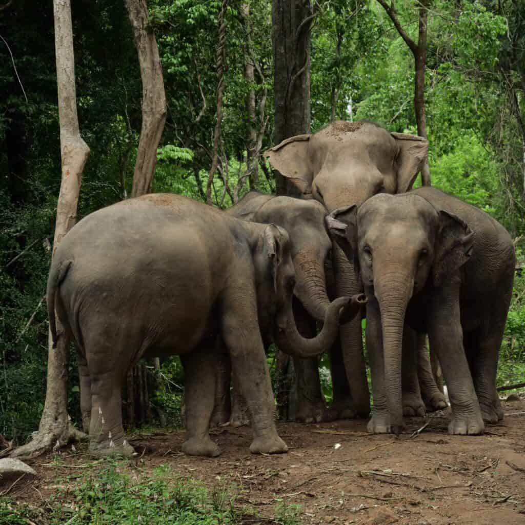 Group of elephants in the jungle.