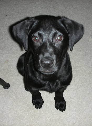 Black Lab puppy sitting, looking up at camera.