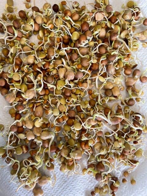 Sprouted beans on a white paper towel.
