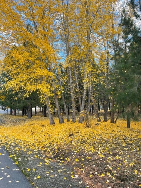 Trees with lots of yellow leaves as well as yellow leaves covering the ground.