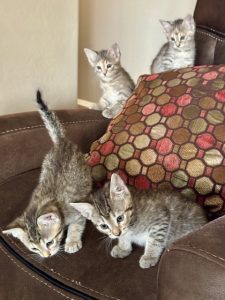 4 gray kittens crawling on a chair.